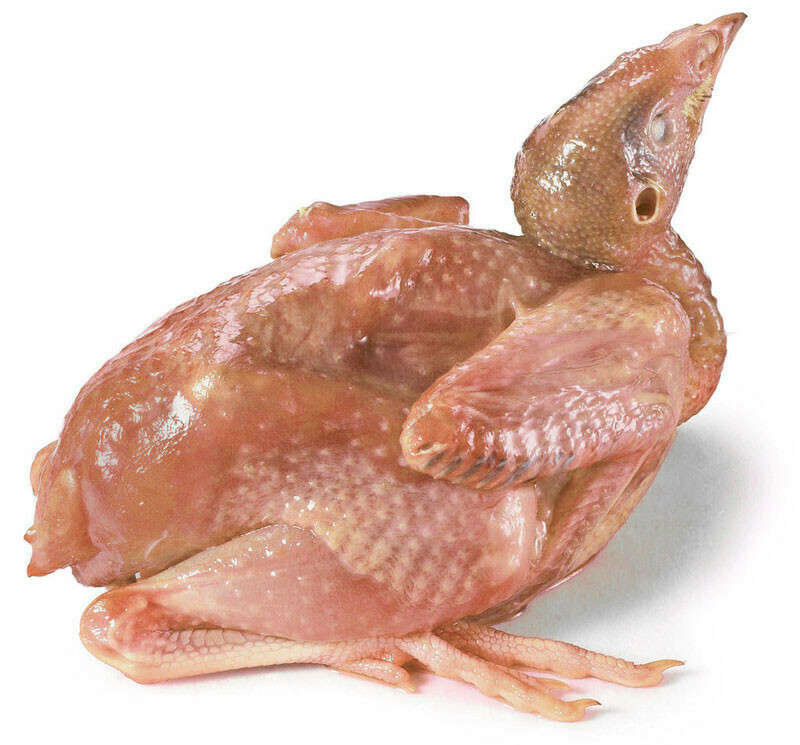 Quail 鹌鹑