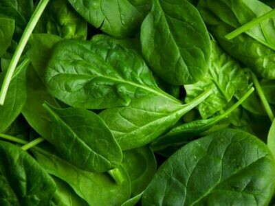 Spinach 菠菜 (1 lb pack)