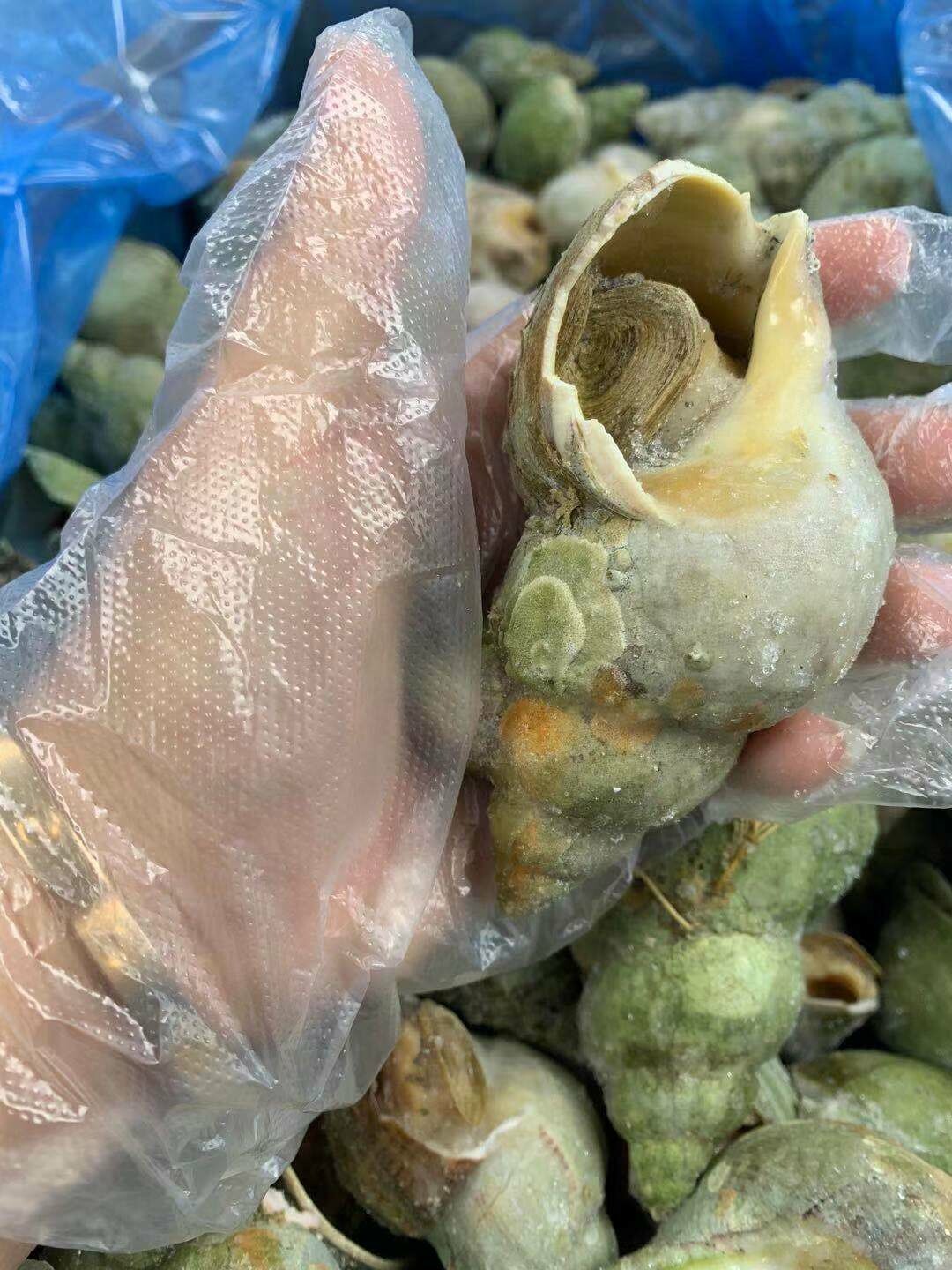 Jade Whelk 翡翠螺