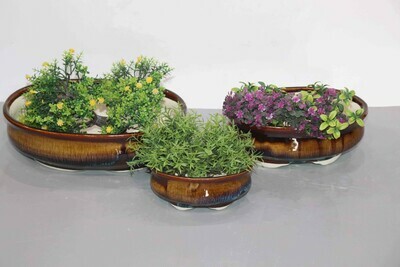 Bonsai