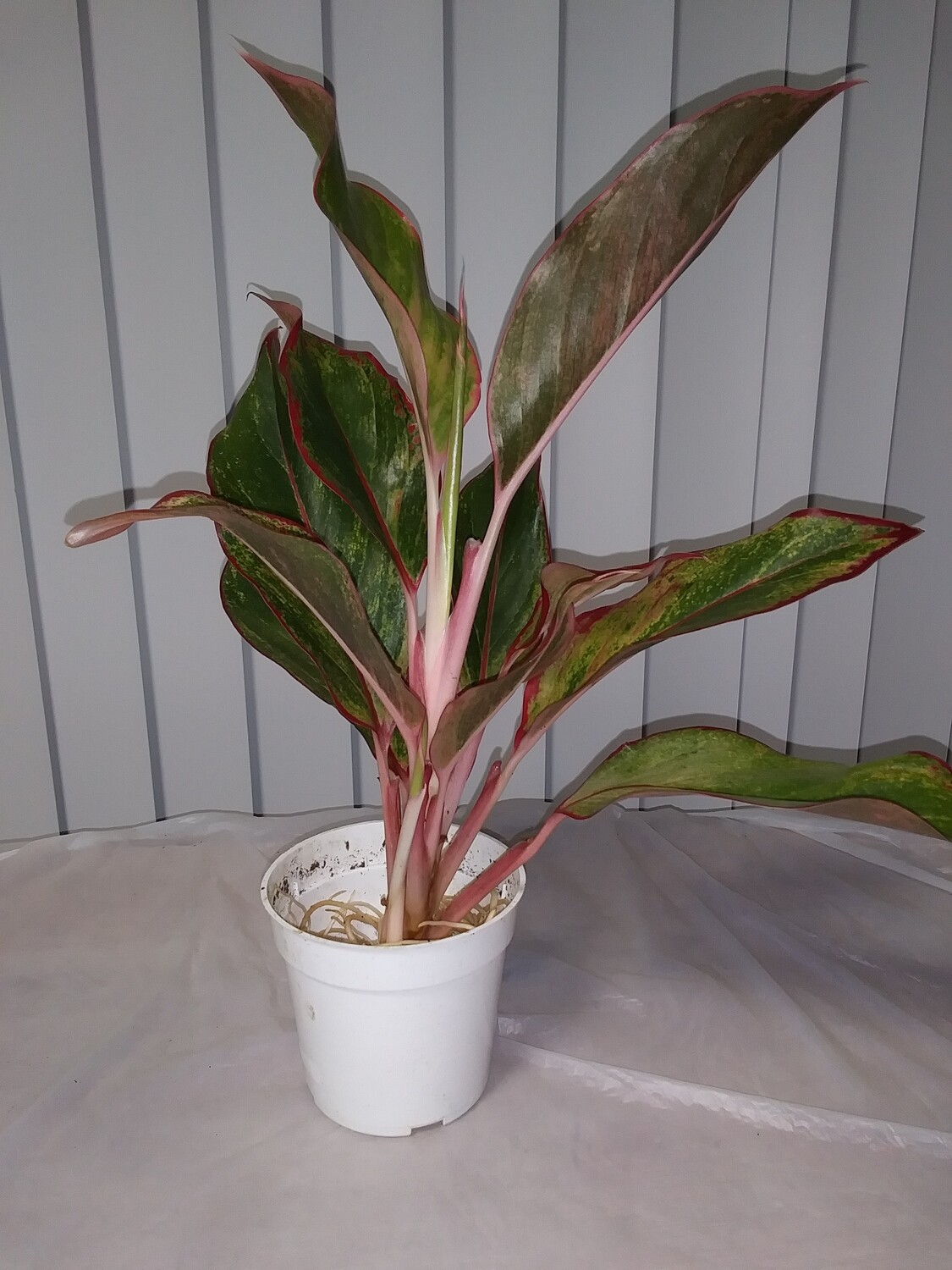 Aglaonema (Sparkling Sarah) Chinese Evergreen Plant
(free shipping to buyers in the U.S.)