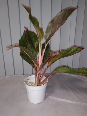 Aglaonema (Sparkling Sarah) Chinese Evergreen Plant
(free shipping to buyers in the U.S.)