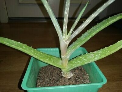 Aloe Vera Plant
(free shipping to buyers in the U.S.)