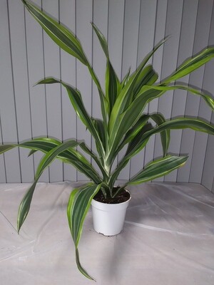 Draceana - Dragon Tree (Corn plant)
(free shipping to buyers in the U.S.)