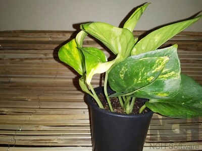 Golden Pothos House Plant
(free shipping to buyers in the U.S.)