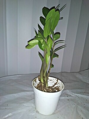 ZZ Plant (Zamioculcus Zamiifolia)
(free shipping to buyers in the U.S.)