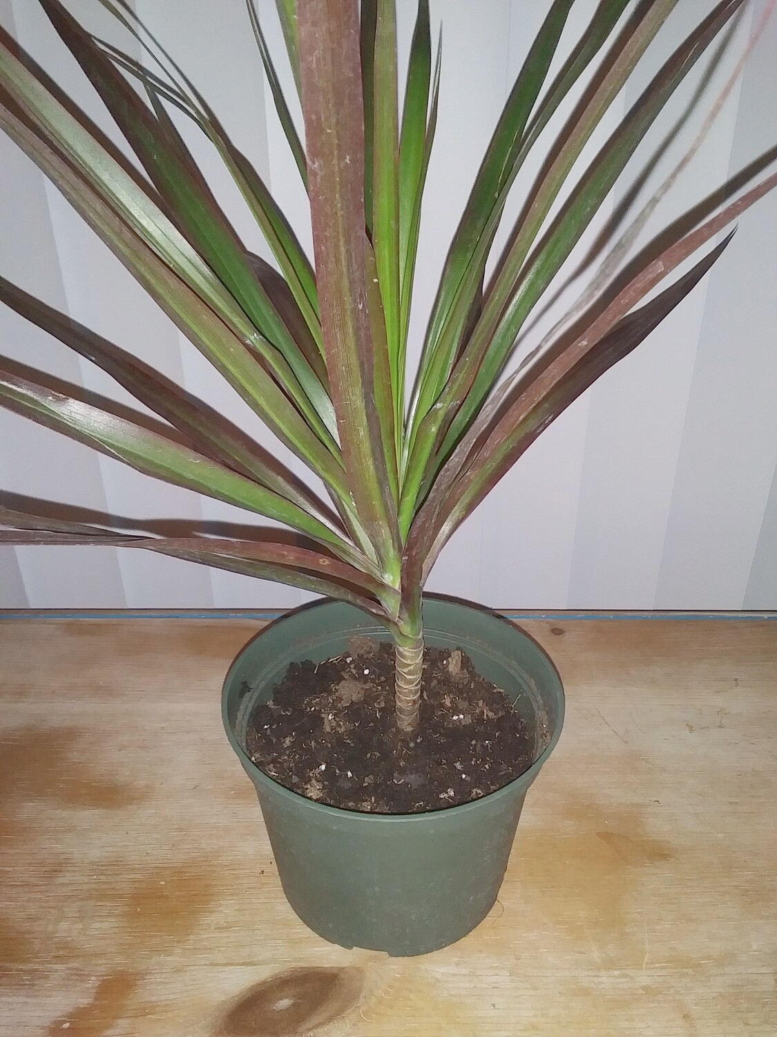 Draceana Marginata (Dragon Tree &#39;bicolor&#39;)
(free shipping in the U.S.)