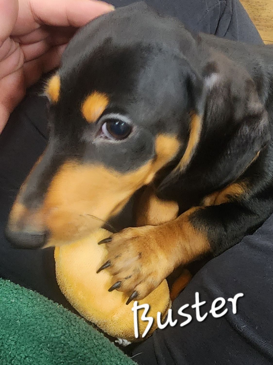 Buster