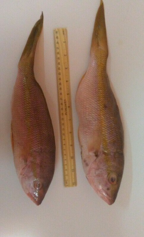 whole snapper
