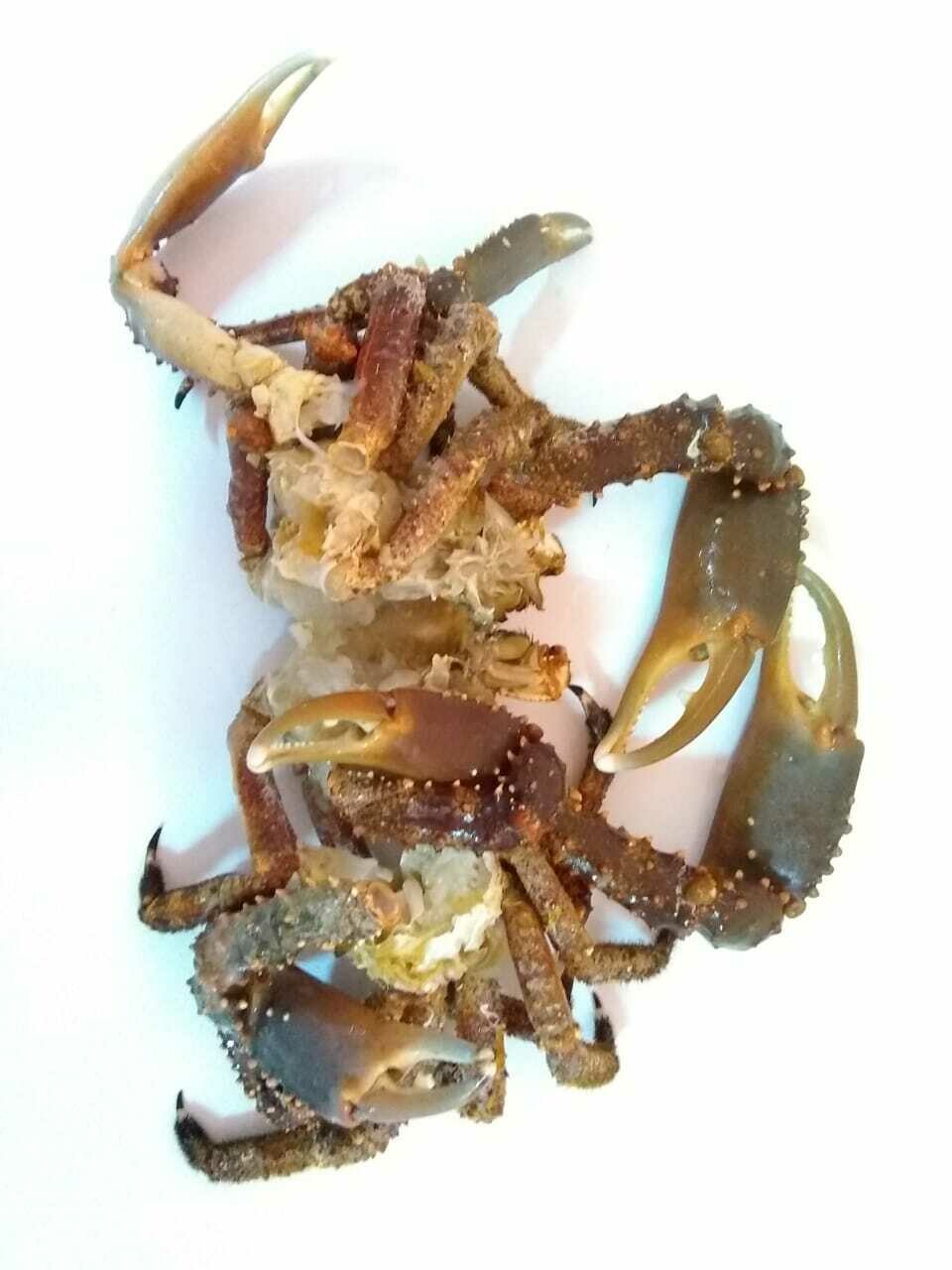 Channel Crab