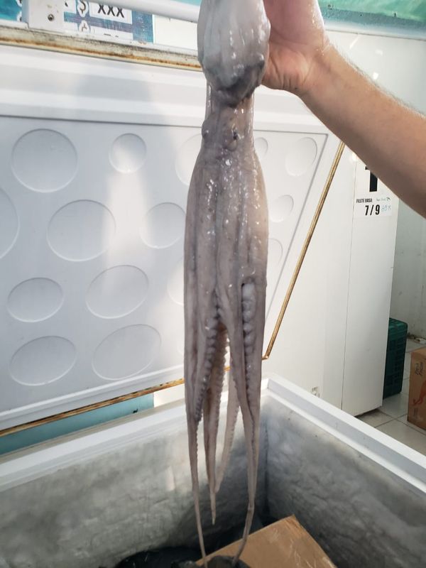 Octopus