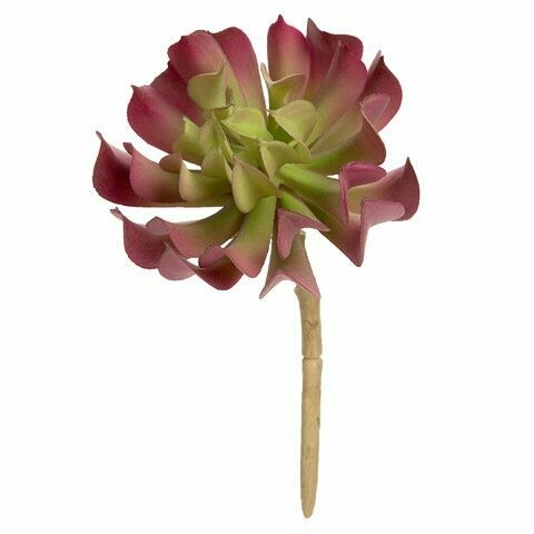 Succulant Lotus- Burgundy/Green 6.5 inch