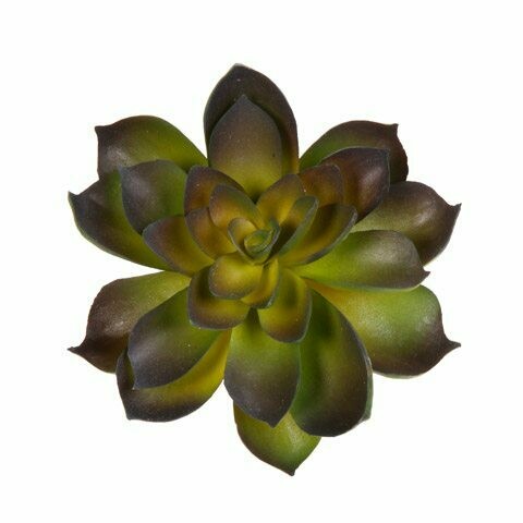 Succulant Echeveria- Green/Purple 4.5 inch