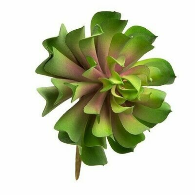 Succulant Lotus- Green/Burgundy 7 inch