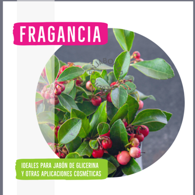 Fragancia Bambú Jazmín