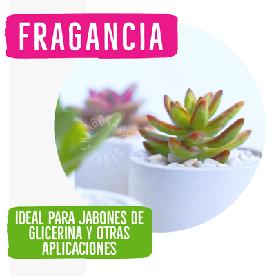 Fragancia PLUS Suculenta - 1oz