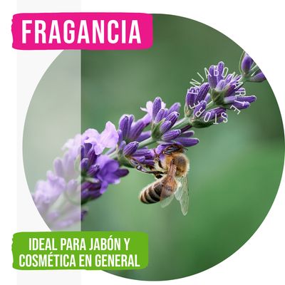 Fragancia Lavanda Arándano - 15ml