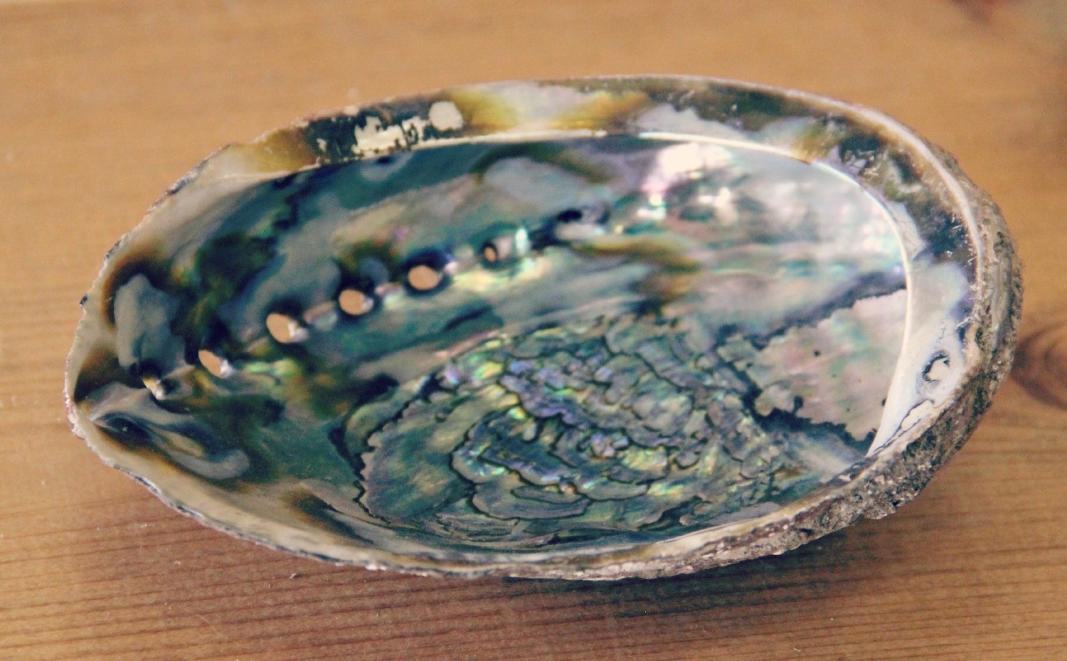 Abalone Shell