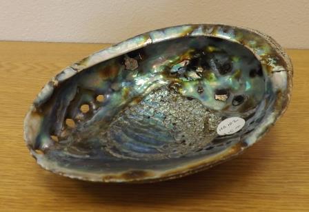 Abalone Shell