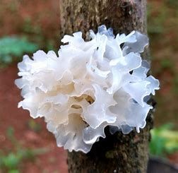 TREMELLA ORGANICA x60caps.