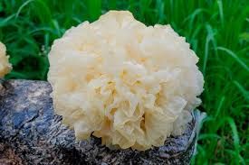 TREMELLA  HONGO doble extracto 100ml