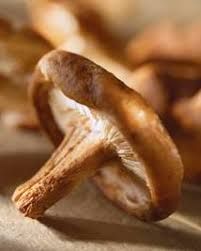 SHIITAKE HONGO MEDICINAL x60capsulas