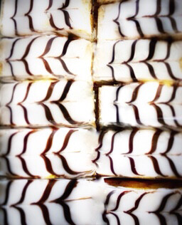 Vanilla Slice