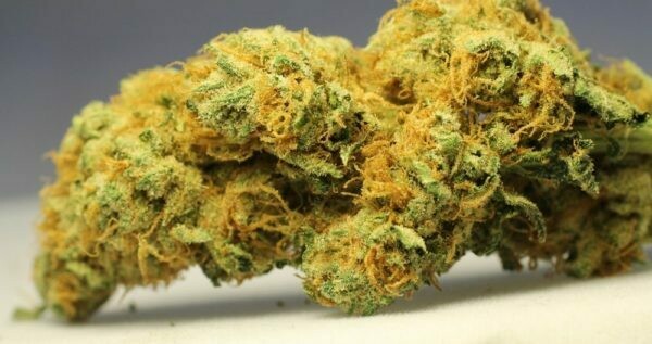 Golden Goat
