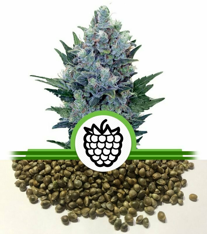 Blueberry