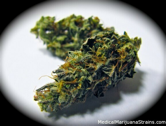 Blueberry