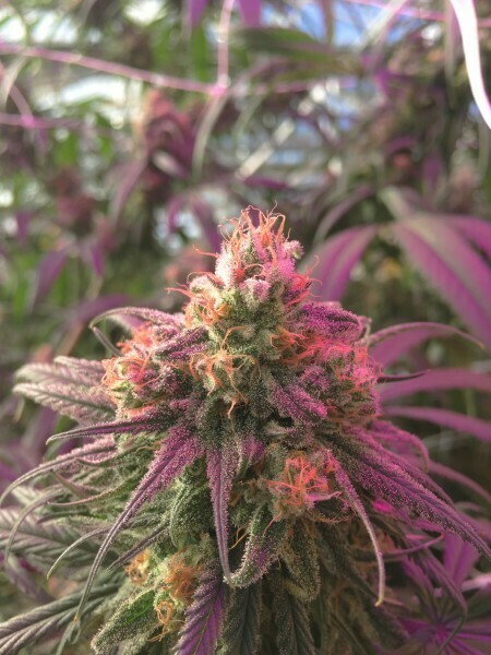 Blue Dream