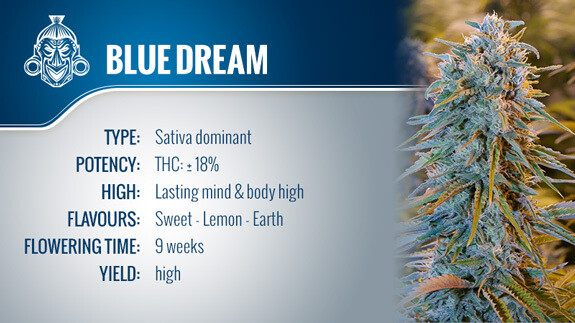 Blue Dream