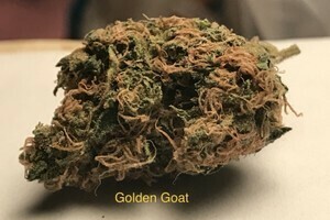 Golden Goat