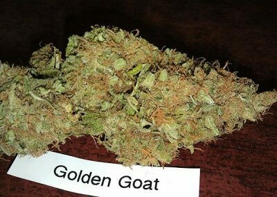 Golden Goat