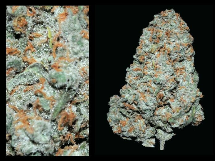 Jack Flash