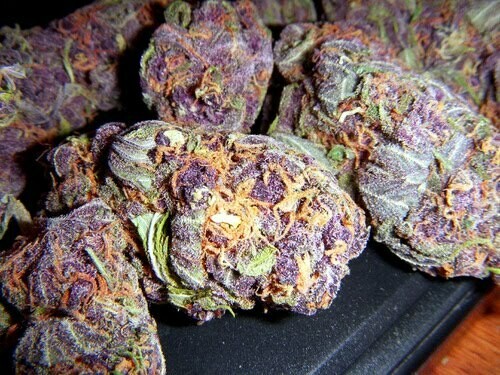 Purple kush