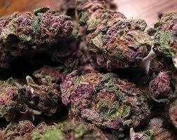 Purple kush