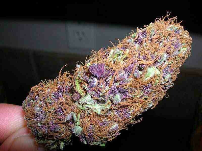 Purple kush