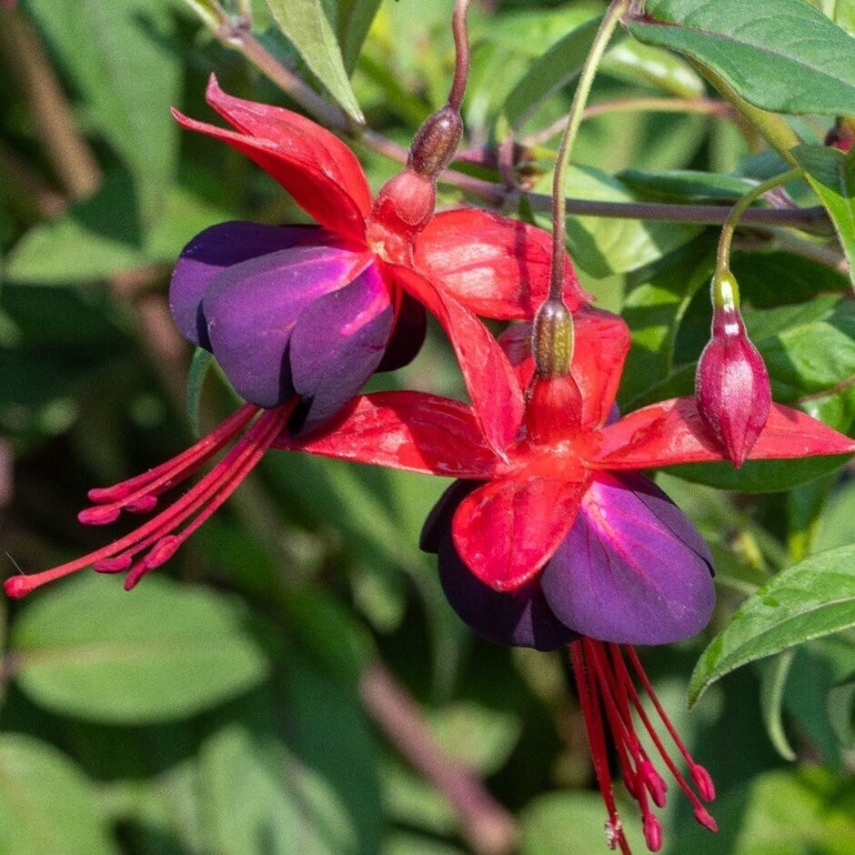 Fuchsia 'Lady Boothby, climber 1 litre pot