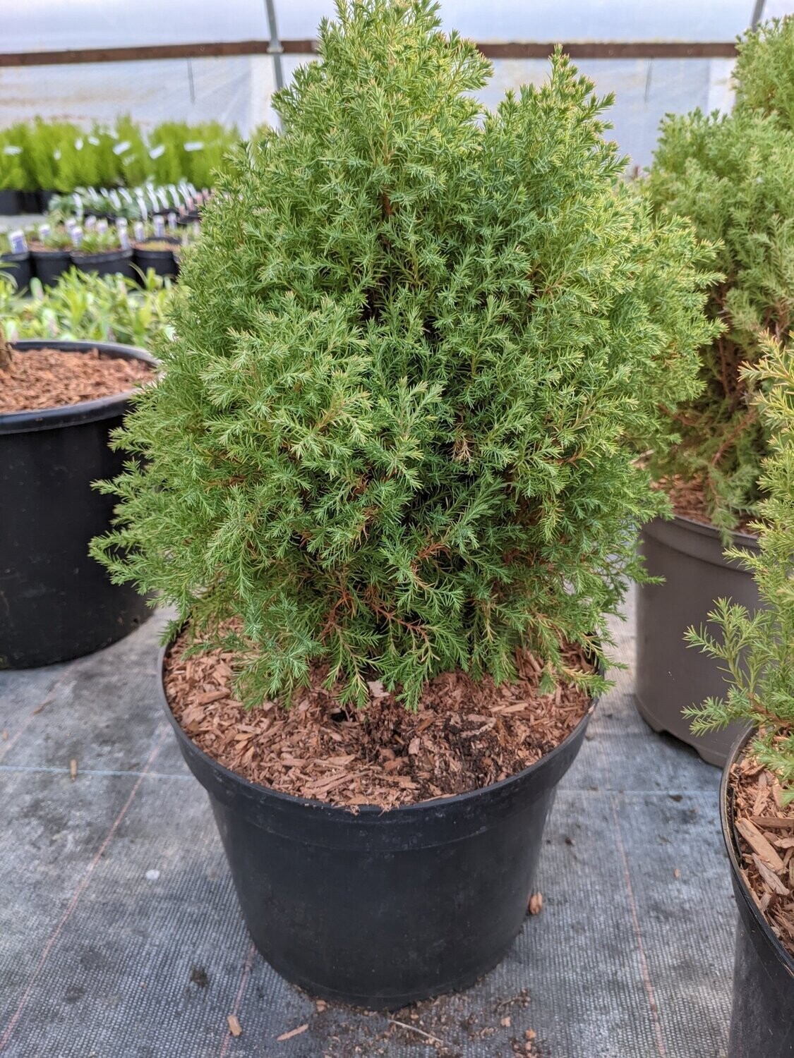 Thuja orientalis 'Rosedalis' 1litre pot