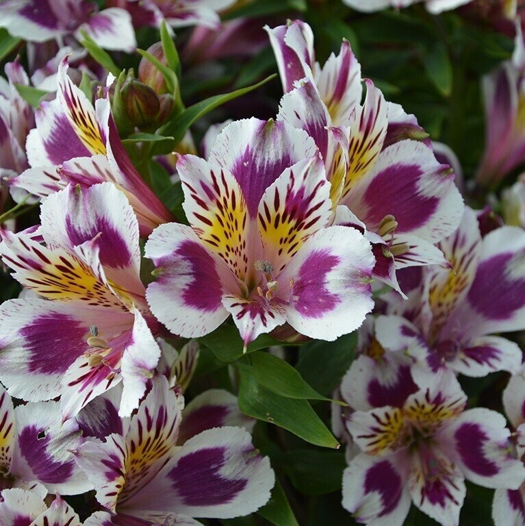 Alstromeria Inca Magic 3 litre pot