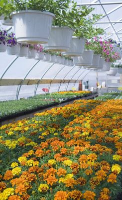 PRODUCTOS NATURALES Y ECOLÓGICOS