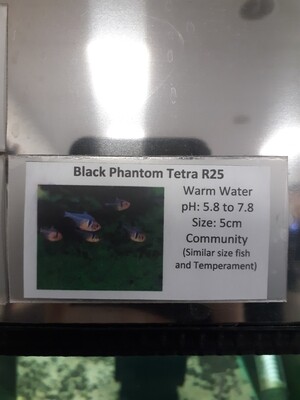Black Phantom Tetra