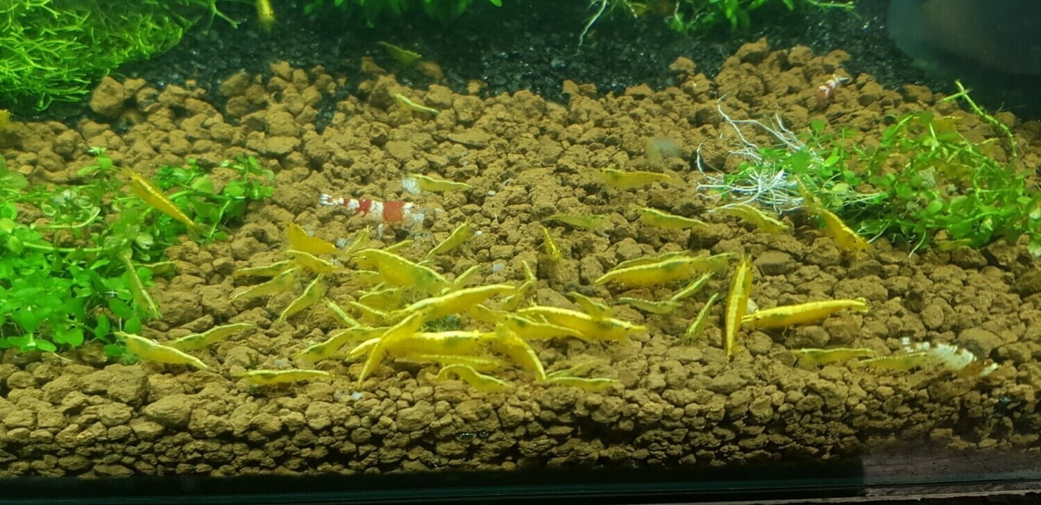 24k Yellow Backline Shrimp