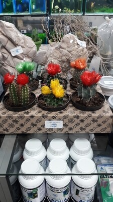 Cactus spp Deco Varieties