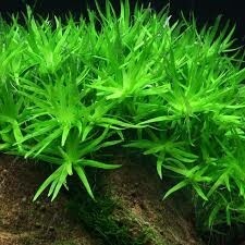 Heteranthera Zosterifolia "Star Grass"