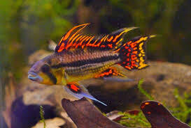 Apistogramma Cacatuoides Double / Triple Red Females