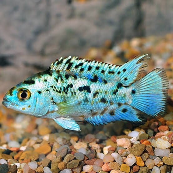 Electric Blue Jack Dempsey (3.5cm)