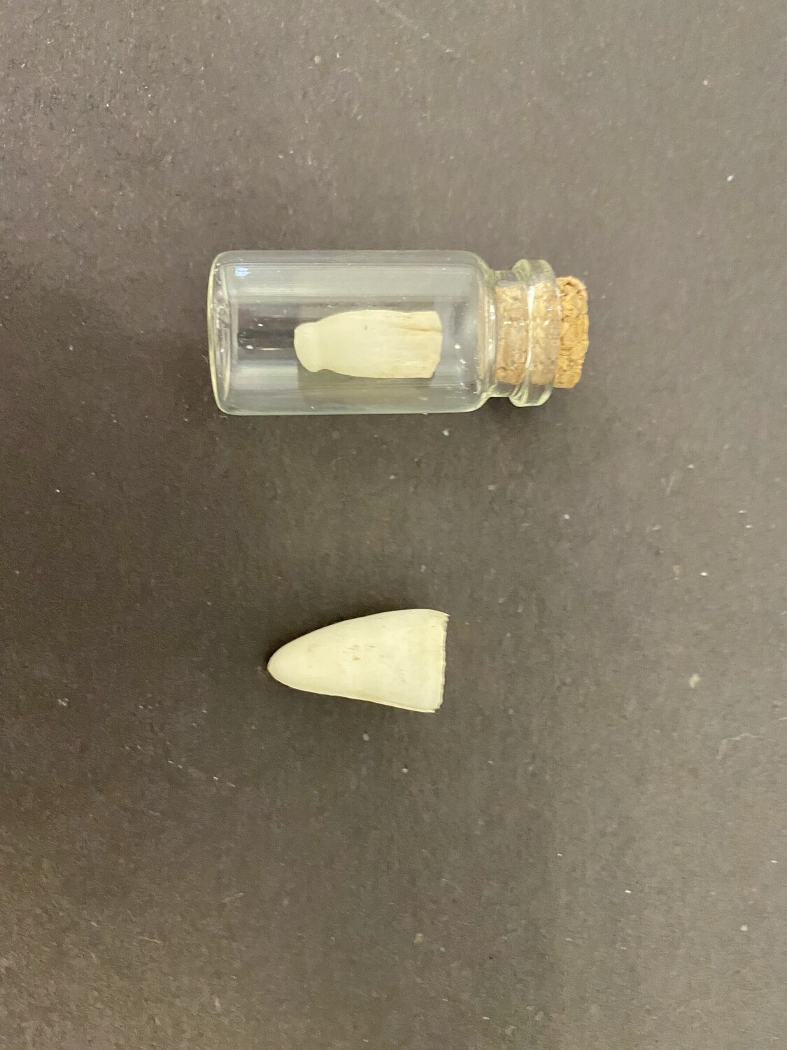 Alligator Tooth in Jar Alligator Tooth in Jar