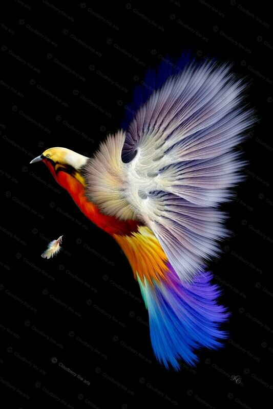 Bird of Paradise